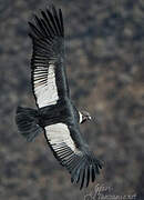 Condor des Andes