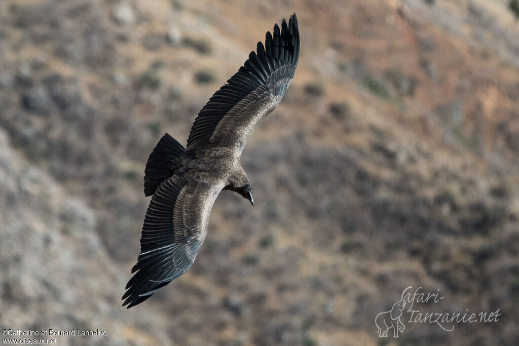 Condor des Andesimmature, Vol