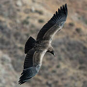 Condor des Andes