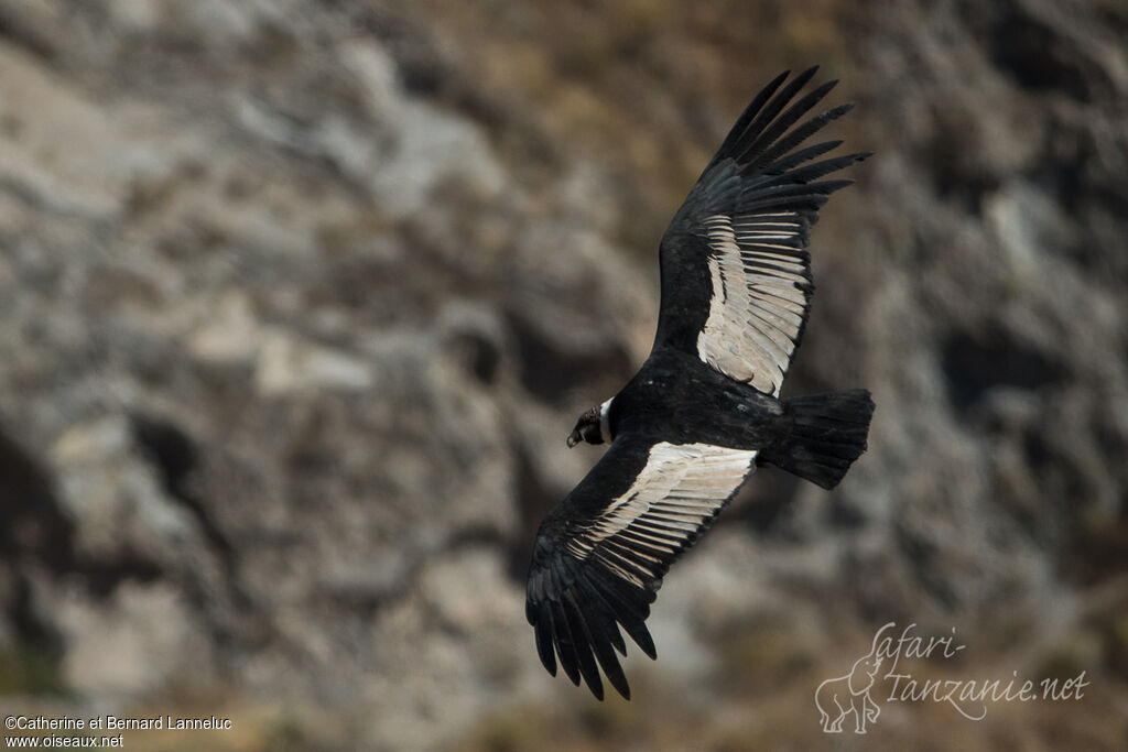 Condor des Andesadulte, Vol