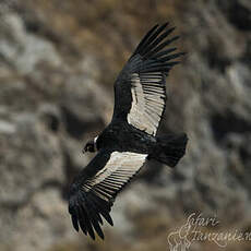 Condor des Andes