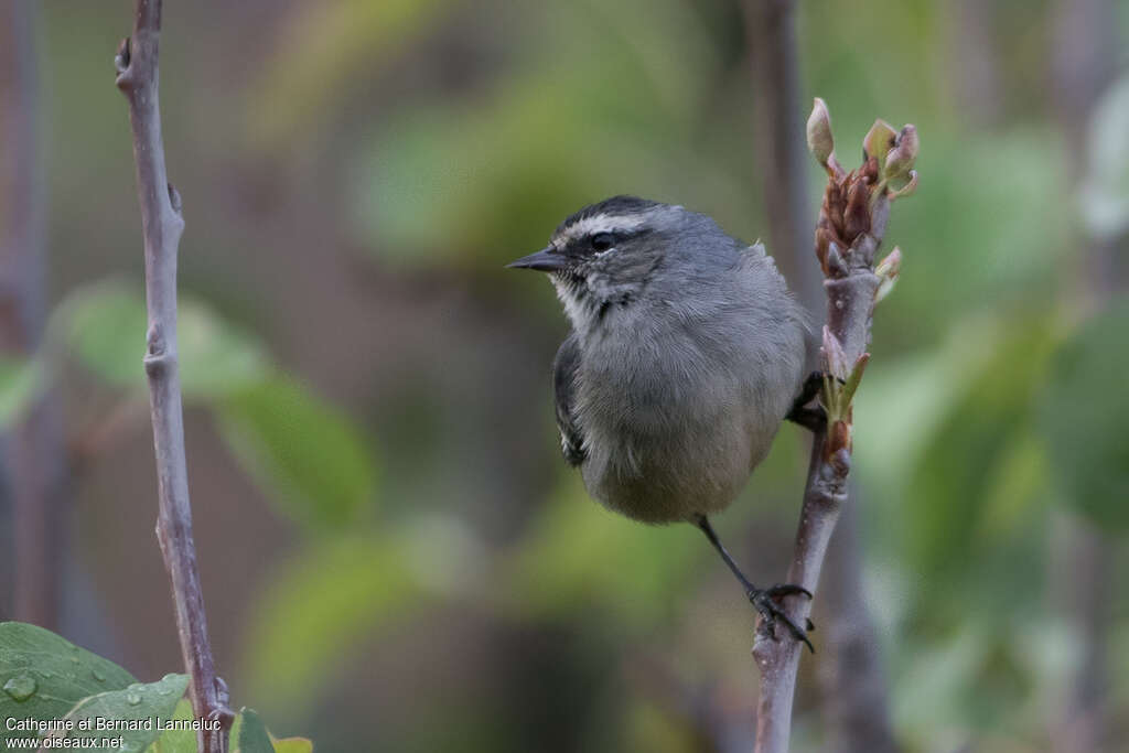 Cinereous Conebilladult, close-up portrait, pigmentation