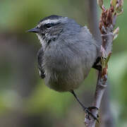 Cinereous Conebill