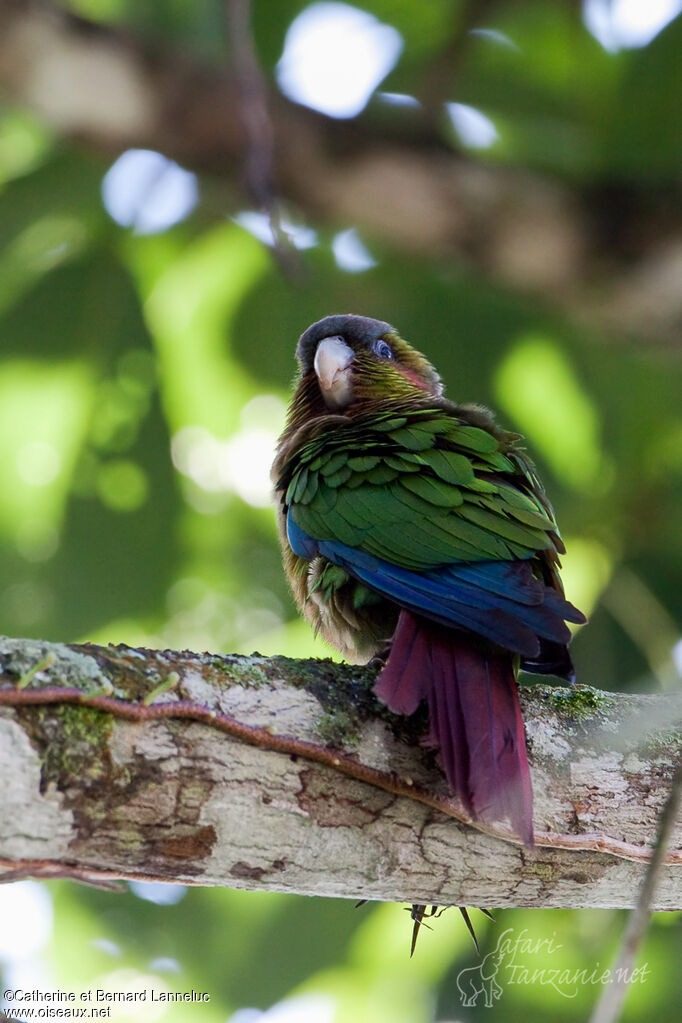 Conure à oreillonsadulte, identification