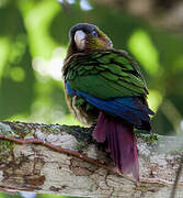 Blood-eared Parakeet