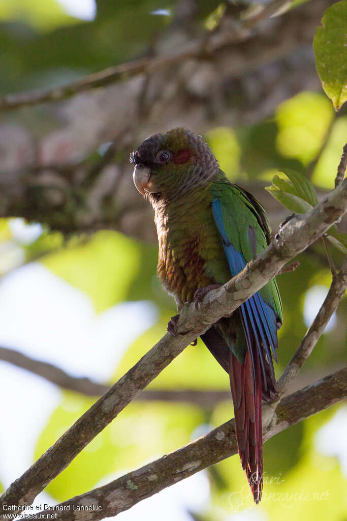 Blood-eared Parakeetadult, identification