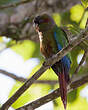 Conure à oreillons