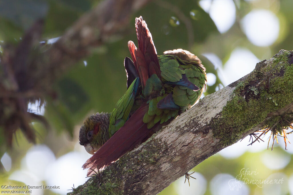 Conure à oreillons , Nidification, Comportement