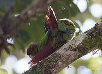 Conure à oreillons