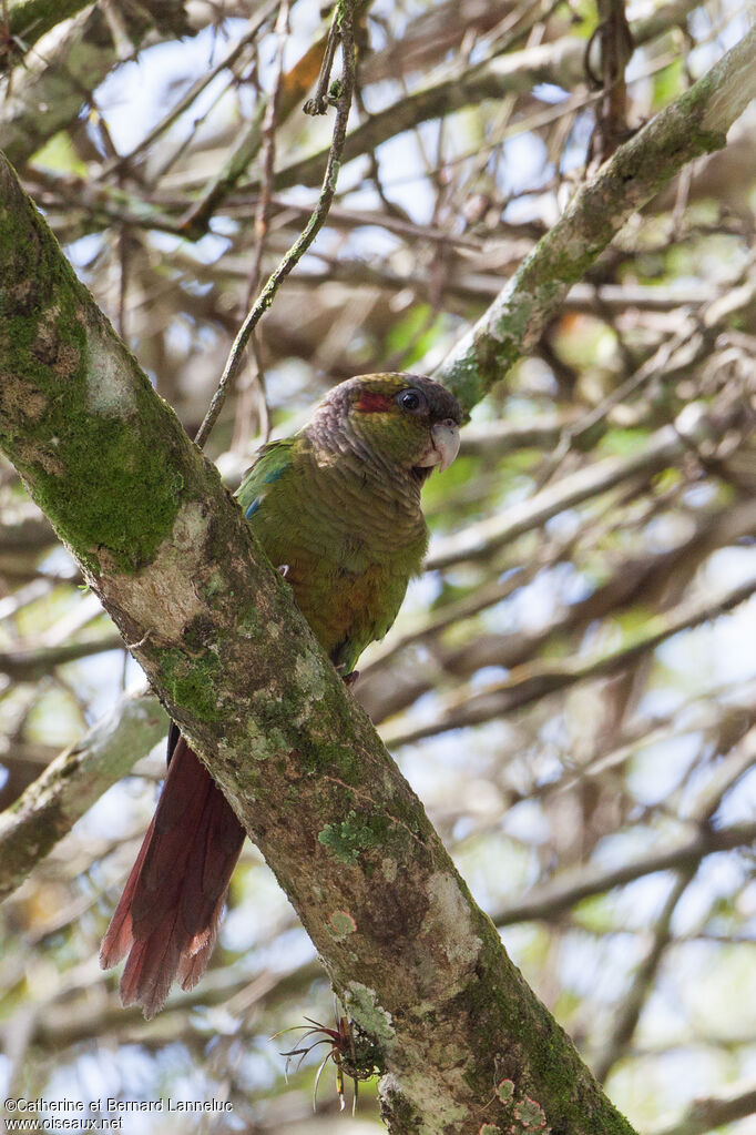 Blood-eared Parakeet, identification