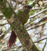 Blood-eared Parakeet