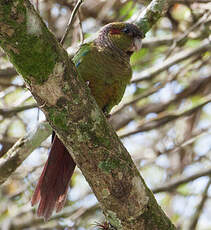 Conure à oreillons