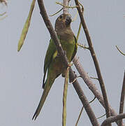 Brown-throated Parakeet