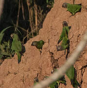 Dusky-headed Parakeet