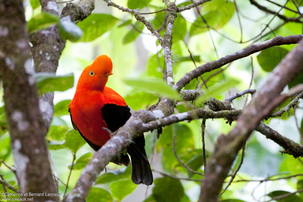 Andean Cock-of-the-rockadult breeding, identification