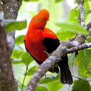 Andean Cock-of-the-rock