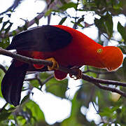 Andean Cock-of-the-rock