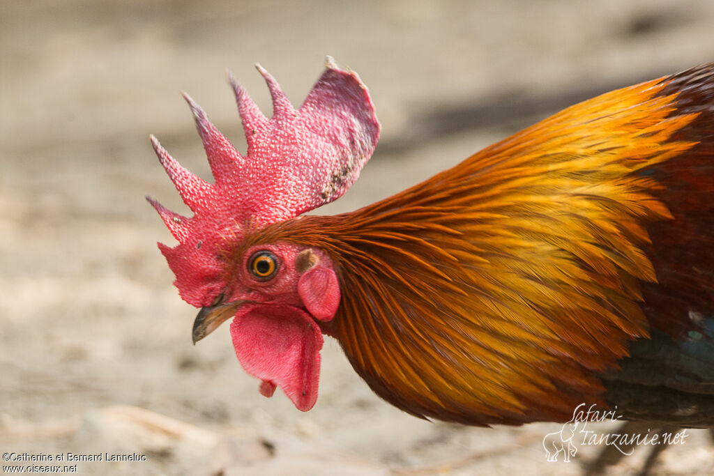 Coq bankiva mâle adulte, portrait