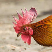 Red Junglefowl