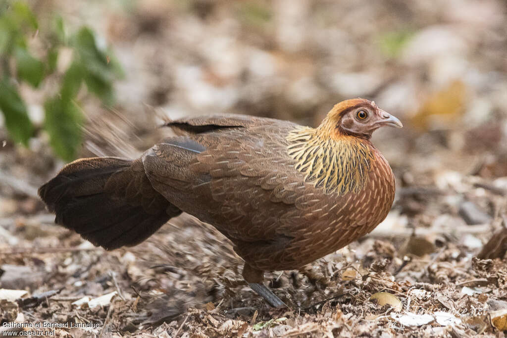 Coq bankiva femelle adulte, identification, Comportement