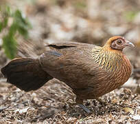 Red Junglefowl