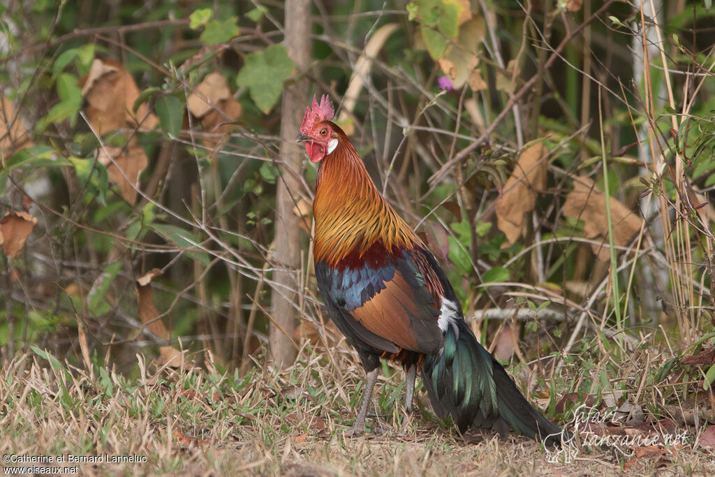 Coq bankiva mâle adulte, identification