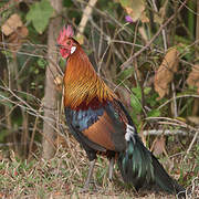 Red Junglefowl