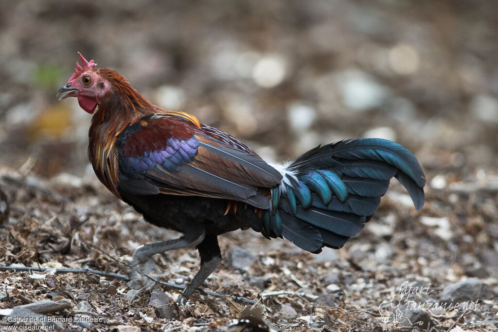 Coq bankiva mâle subadulte, identification