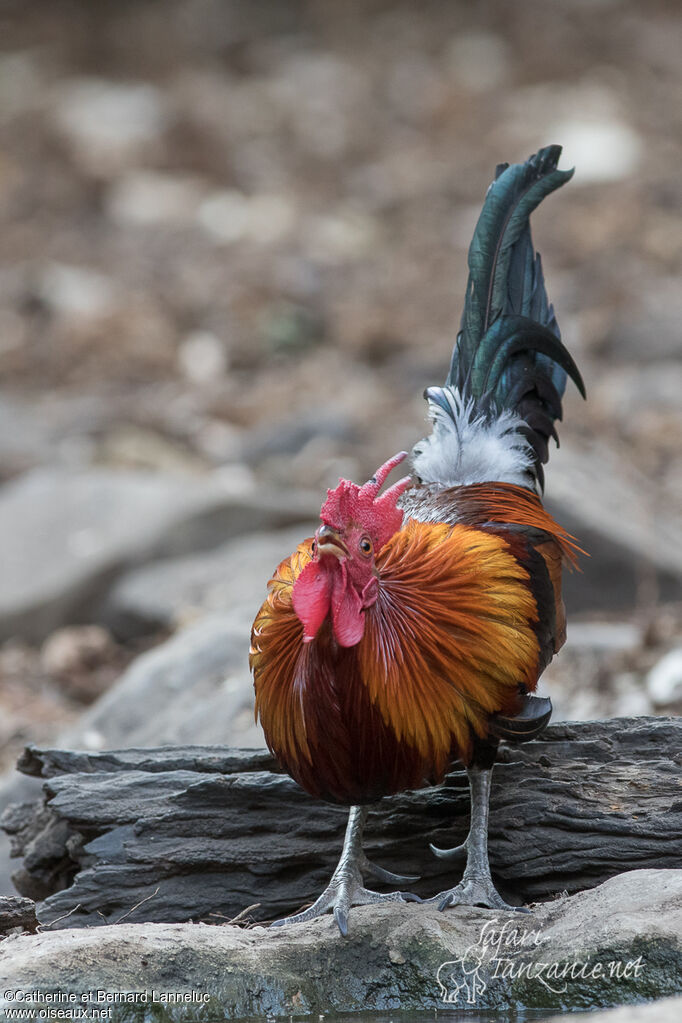 Coq bankiva mâle adulte, boit