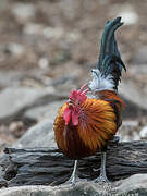 Red Junglefowl