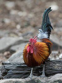 Coq bankiva