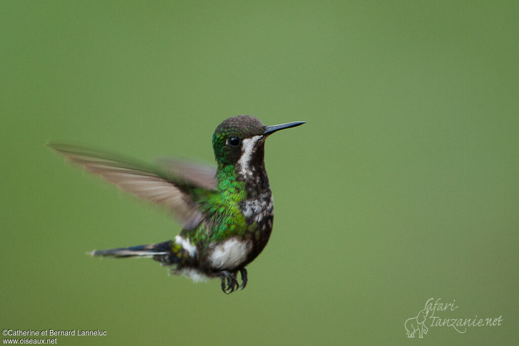 Green Thorntailadult, Flight