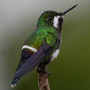 Green Thorntail