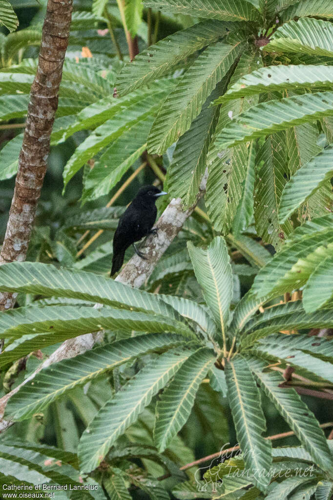 Purple-throated Fruitcrow female adult, identification