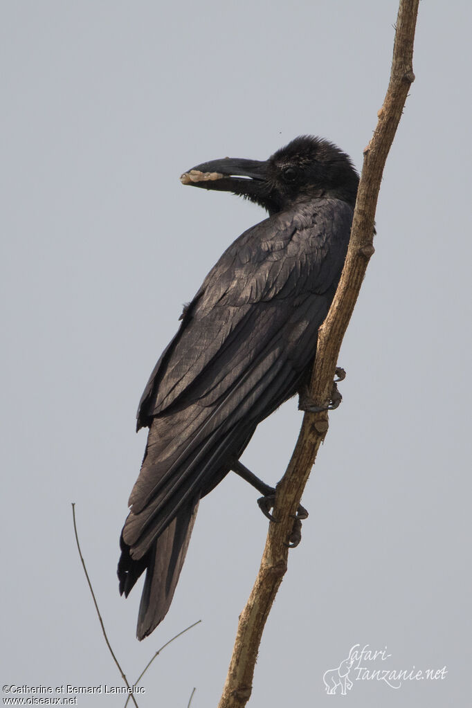 Large-billed Crowadult, identification