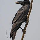 Corbeau à gros bec