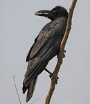 Corbeau à gros bec