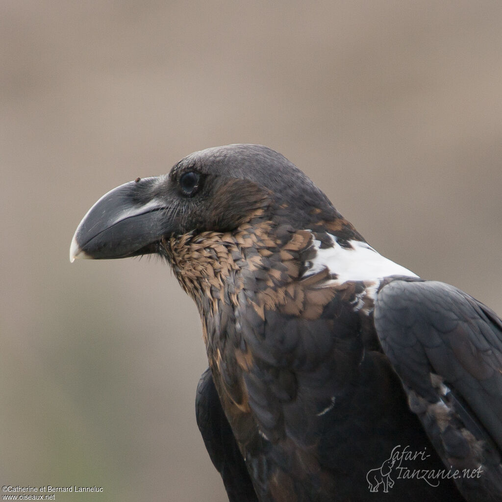 Corbeau à nuque blancheadulte, portrait