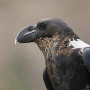 Corbeau à nuque blanche