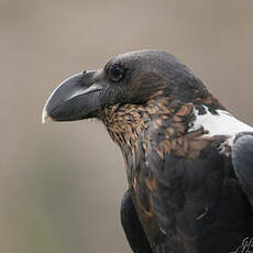 Corbeau à nuque blanche