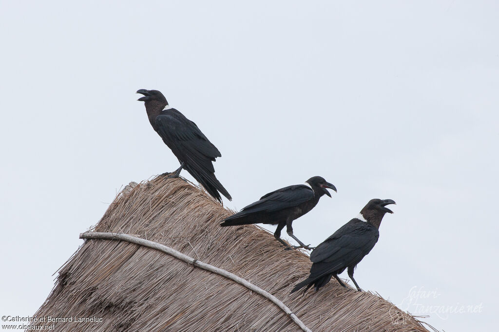 White-necked Ravenadult