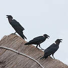 Corbeau à nuque blanche