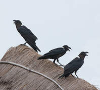 Corbeau à nuque blanche