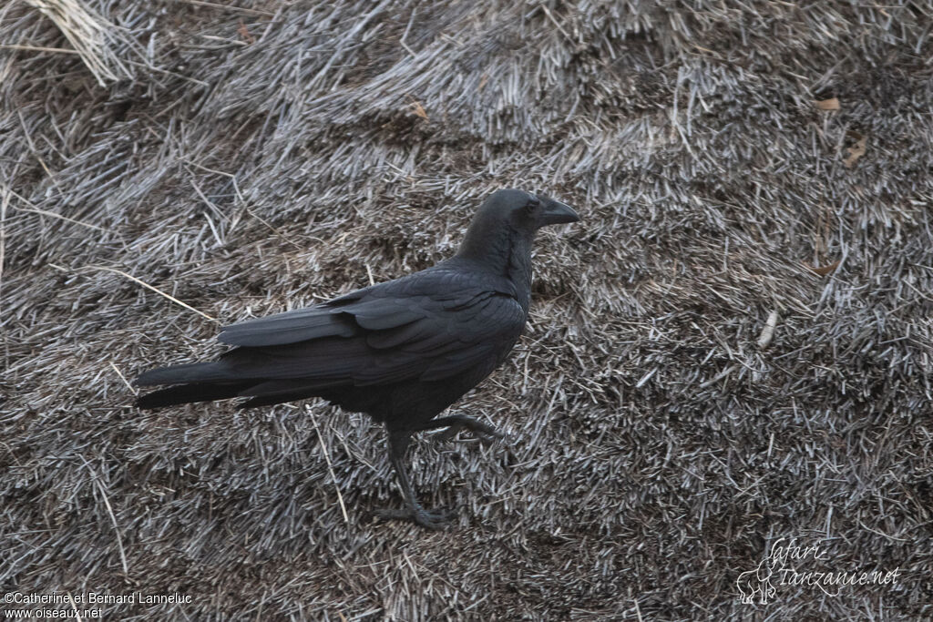 Corbeau à queue courteadulte