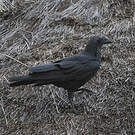 Corbeau à queue courte