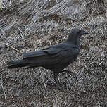 Corbeau à queue courte