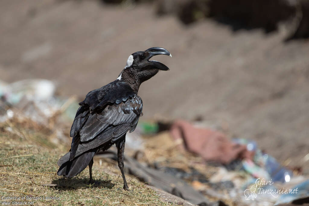 Thick-billed Ravenadult, moulting, Behaviour