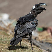 Thick-billed Raven