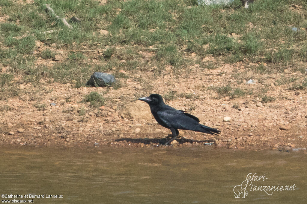 Eastern Jungle Crow