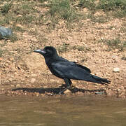 Eastern Jungle Crow